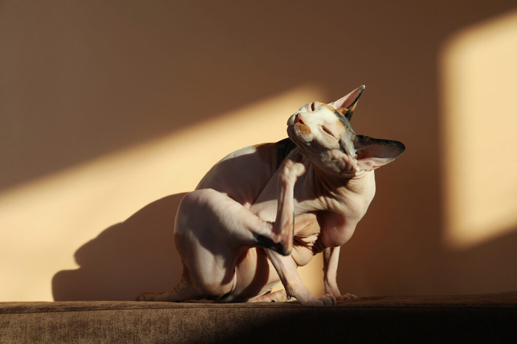 Fleas Be Gone! Understanding and Eradicating Fleas in Your Cat