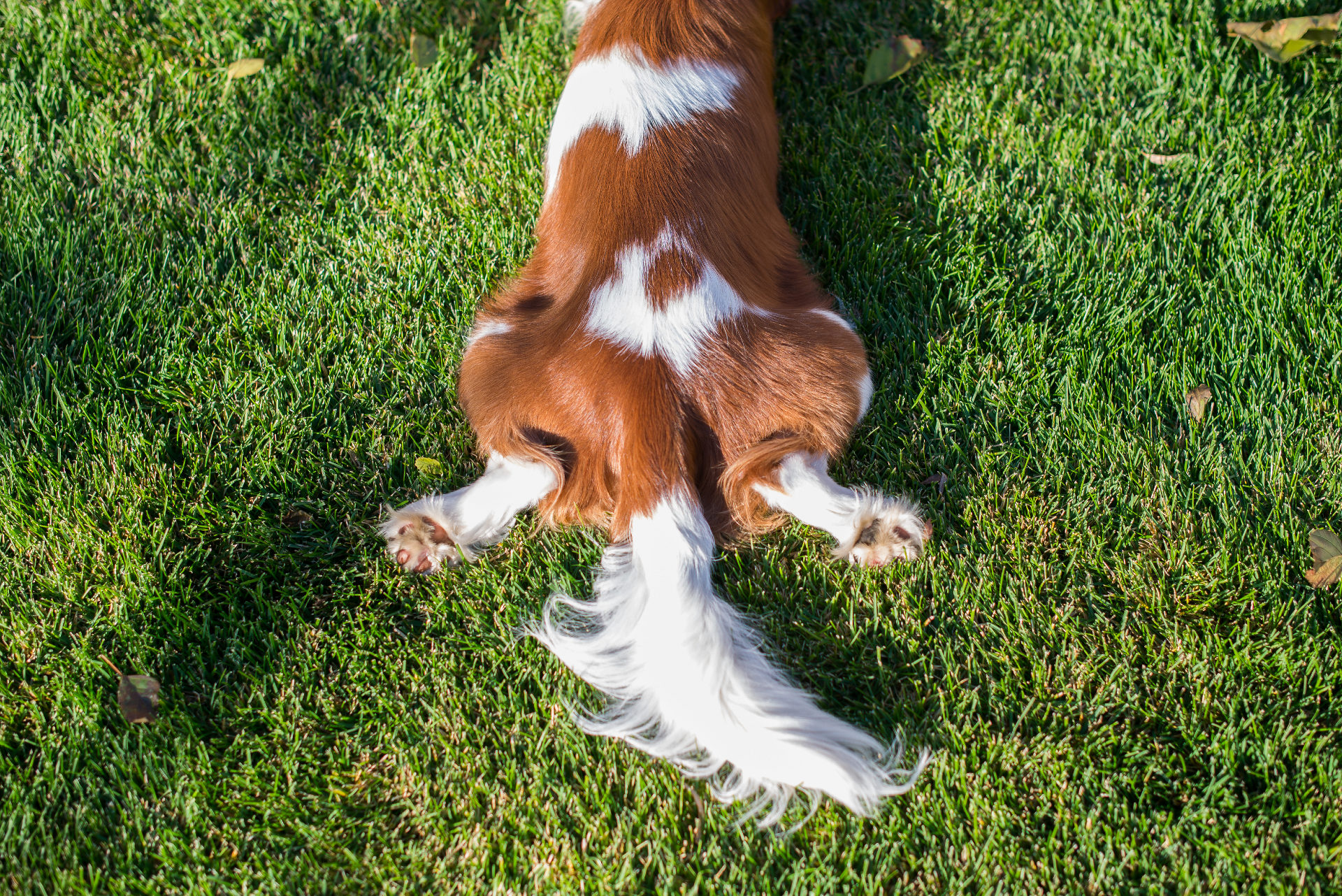 Coprophagia: Stop the dog from eating feces