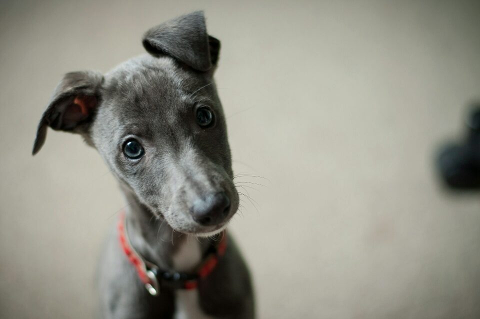 Raising a Puppy: The Ultimate Guide for New Pet Parents