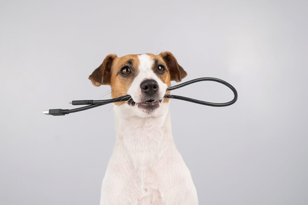 Household Hazards: 8 Dangerous Items for Puppies Every Pet Owner Should Know