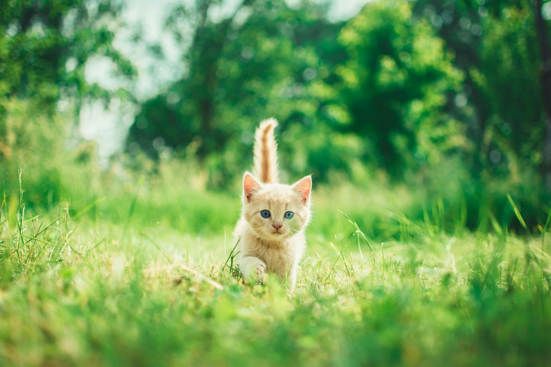 Raising a Kitten: A Comprehensive Guide To New Cat Parents