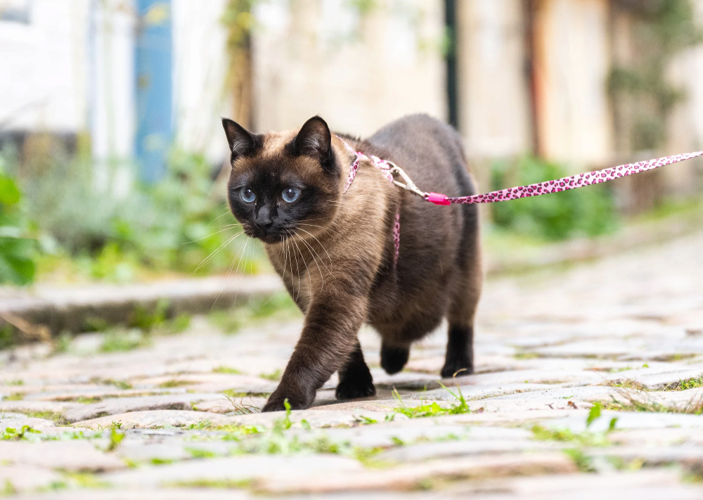 The Best Cat Travel Essentials for Adventurous Felines