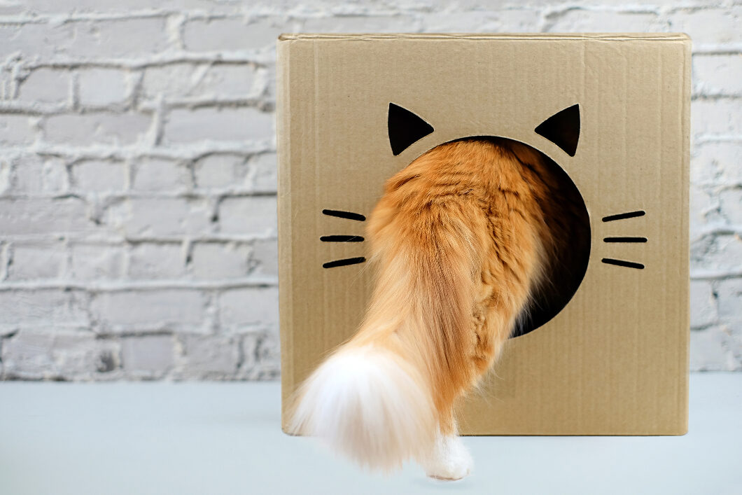 Cat Tail Tales: Here’s What Your Cat Is Trying to Tell You