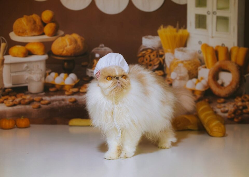 Can Cats Eat… Bread?