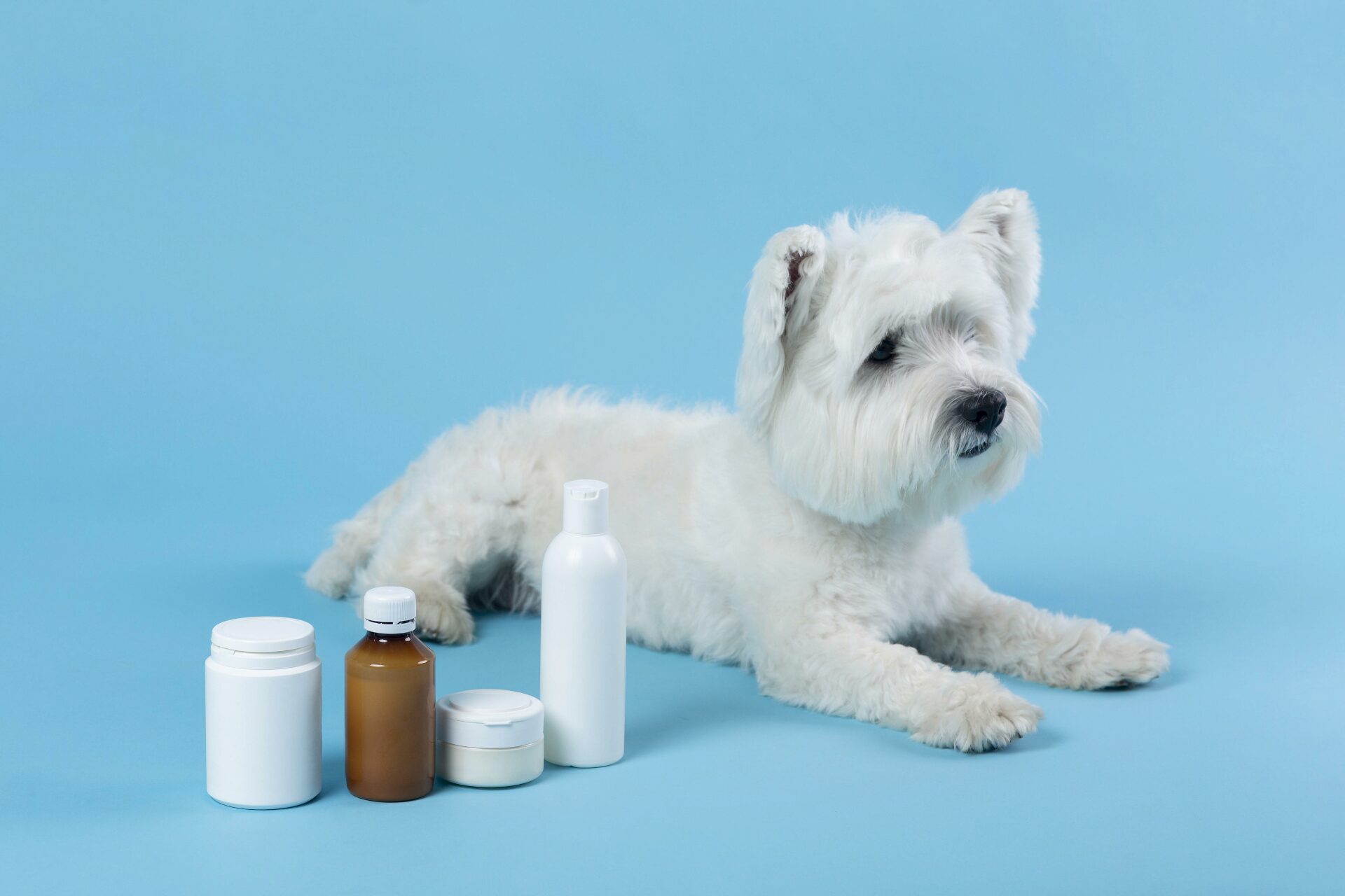 The Best Dog Supplements for Anxiety