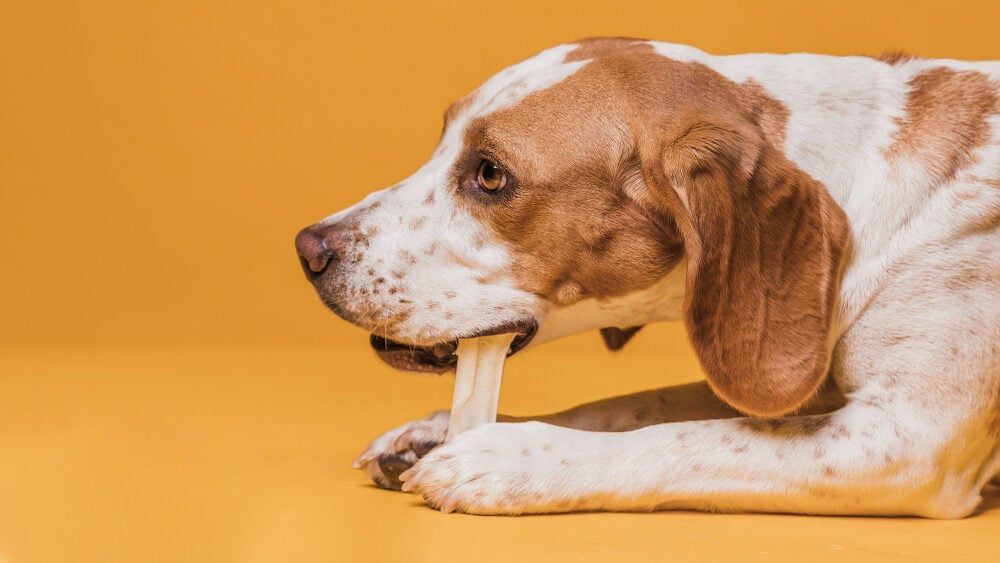 How To Choose the Best Dog Chews for Your Dog (and What To Avoid)