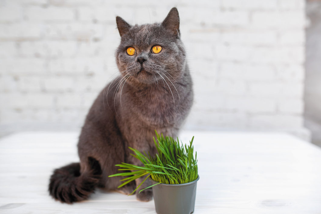 Catnip A positive influence on Cats