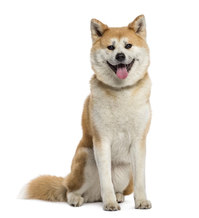 Akita