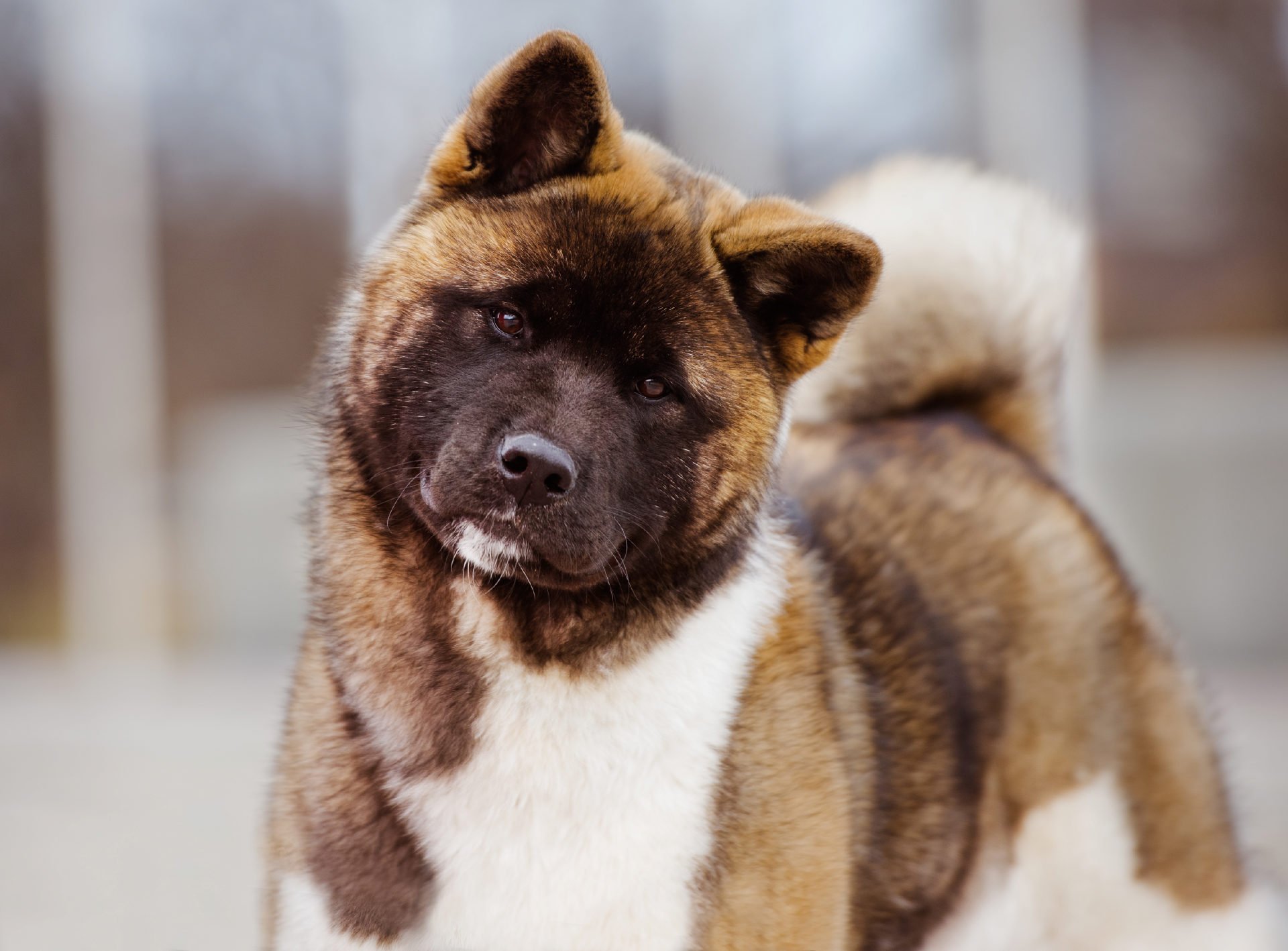 Akitas americano sales
