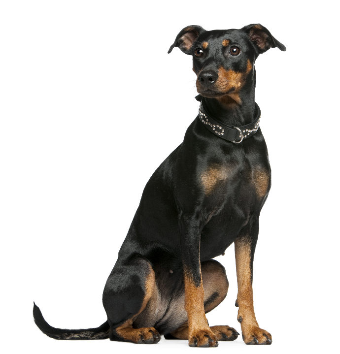 German Pinscher 特別版 German Pinscher Dog Breed Information | Purina UK