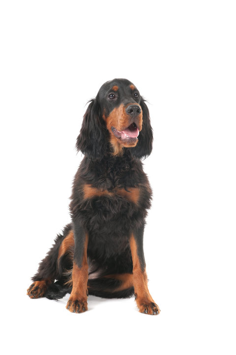  Gordon Setter