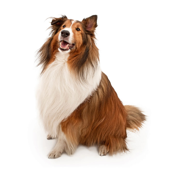 Shetland Sheepdog