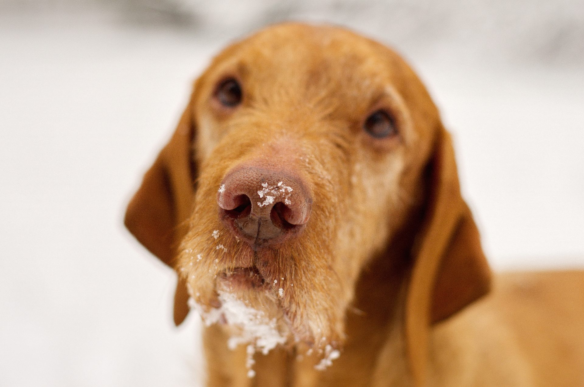  Wirehaired Vizsla