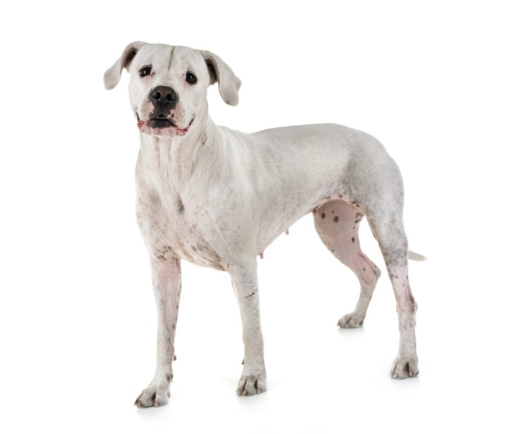 Dogo Argentino