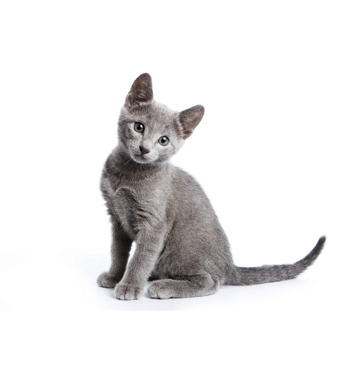 Russian Blue