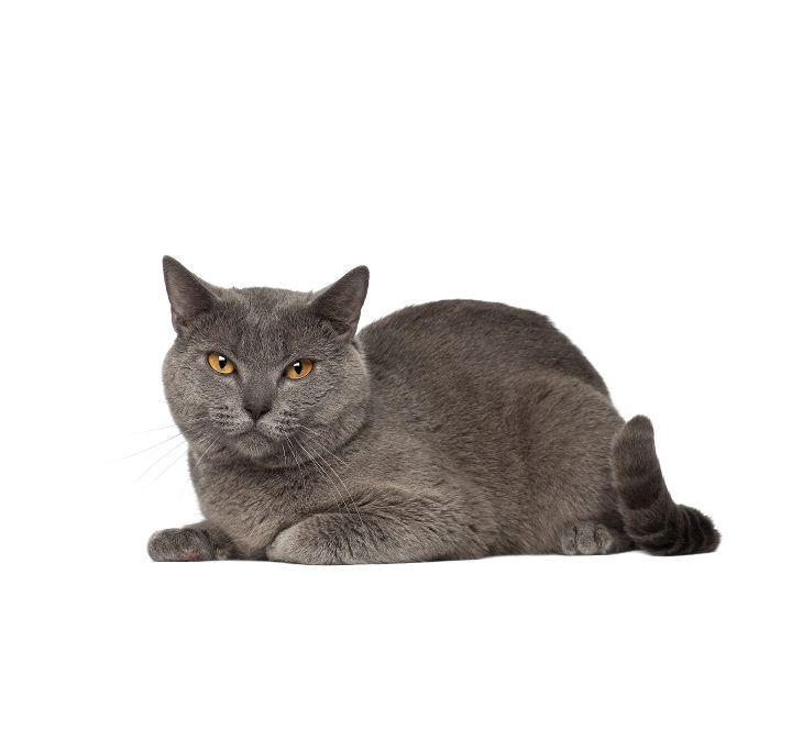 Chartreux