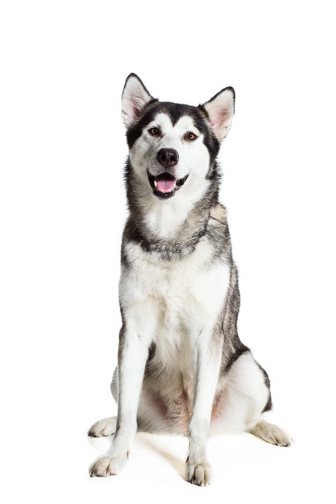 Alaskan Malamute