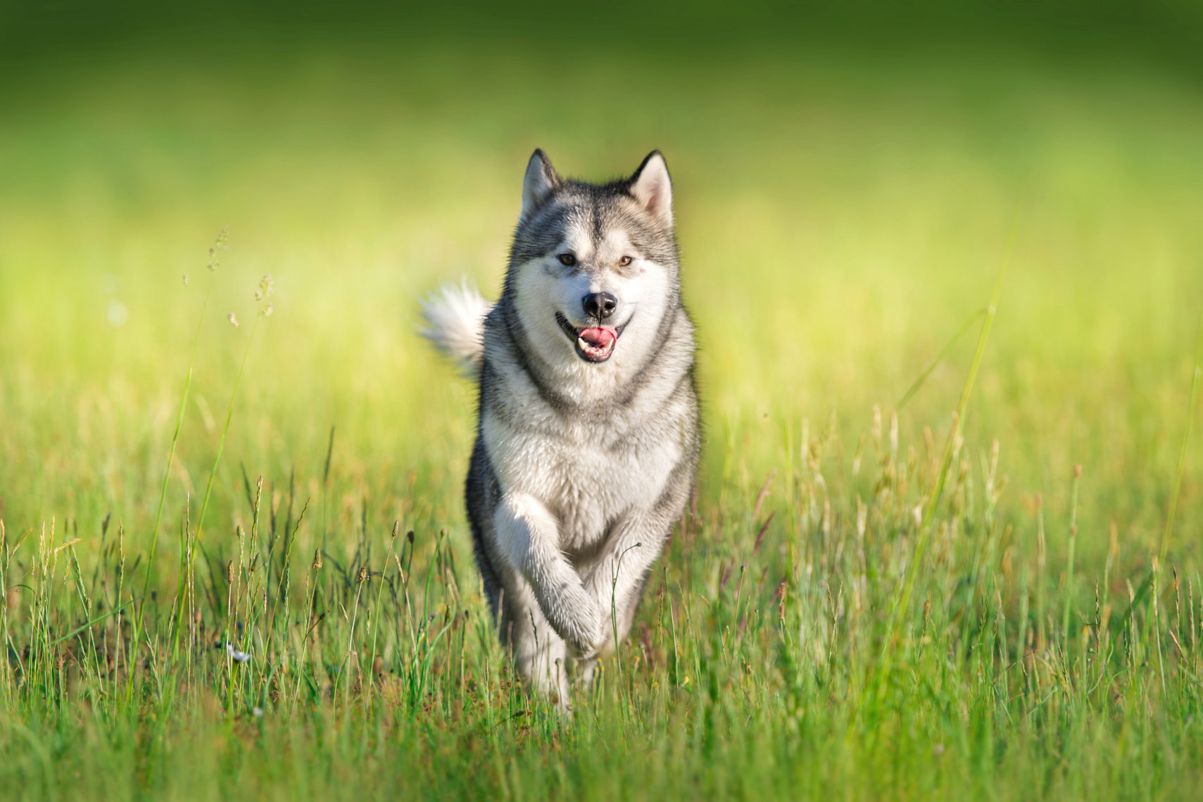Alaskan Malamute