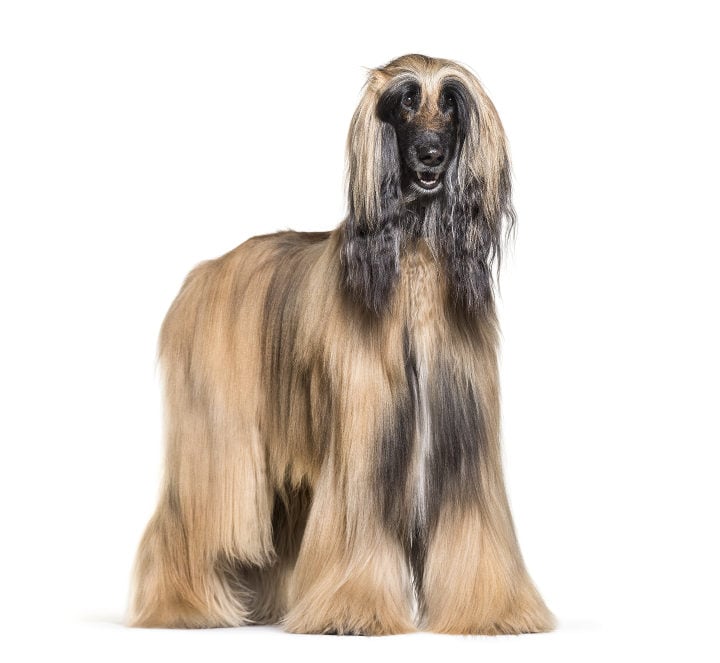 Afghan Hound