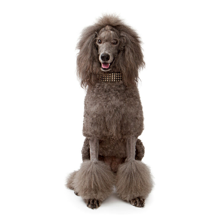 Medium Poodle