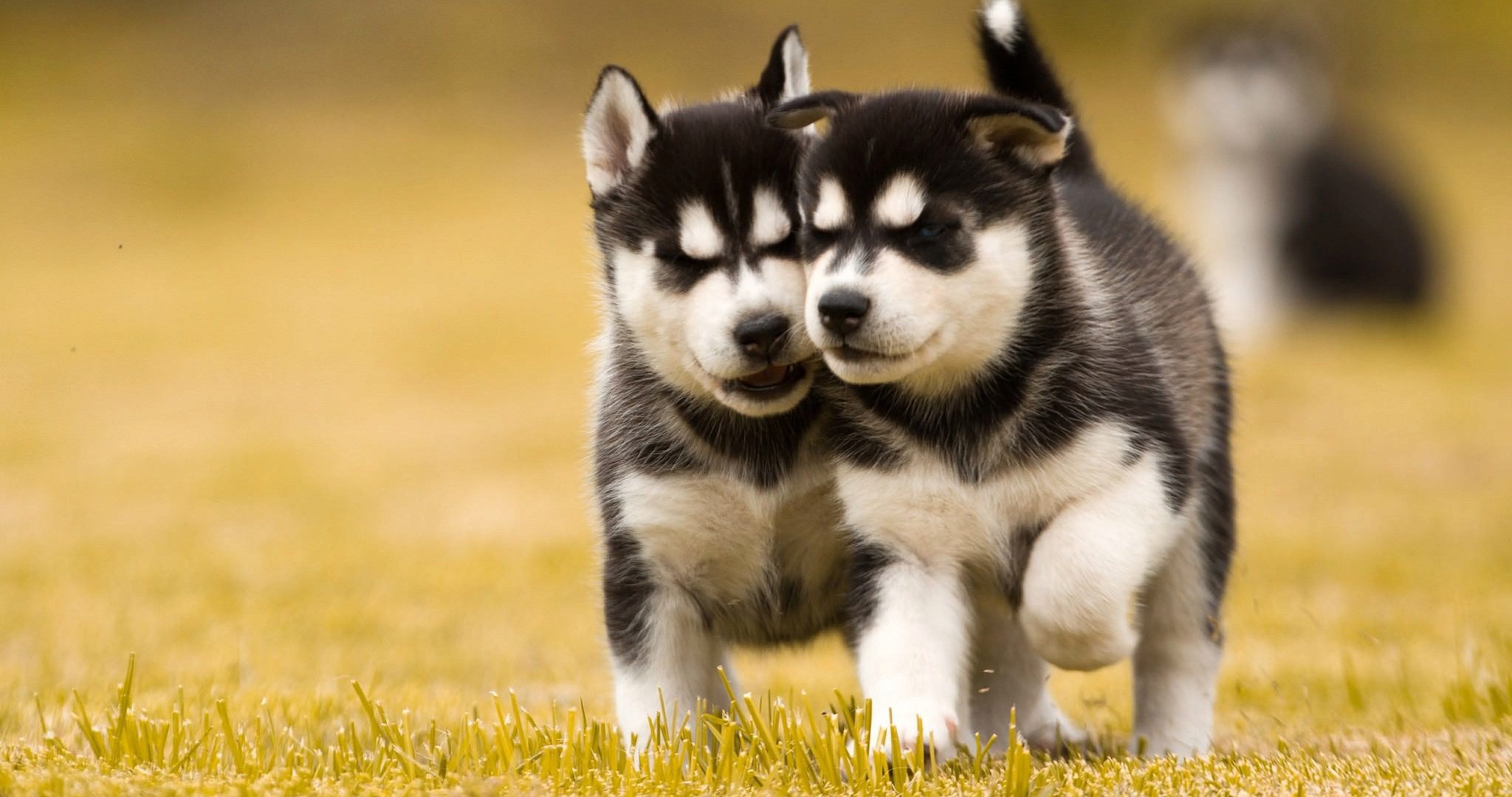 Miniature Siberian Huskies Miniature Husky Adoption Miniature Siberian  Huskies Small Husky Puppies For Sale Siberian, image size:2048x1080