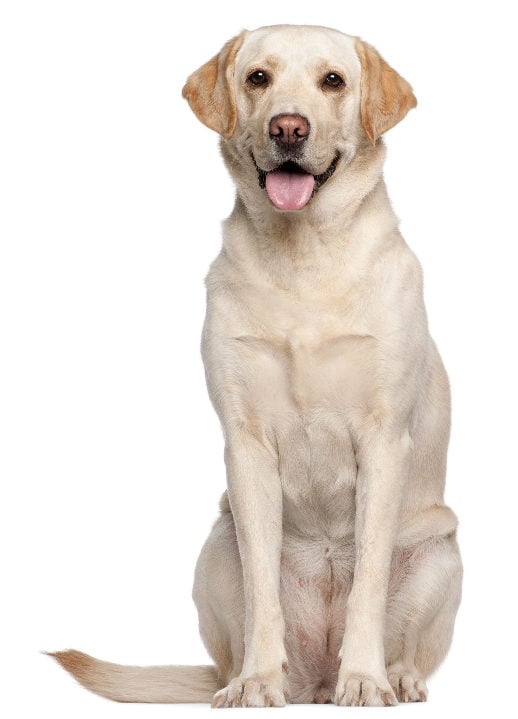 Labrador Retriever