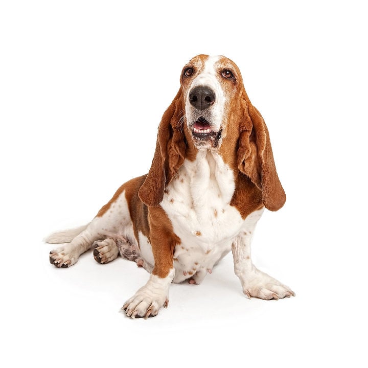 Basset Hound