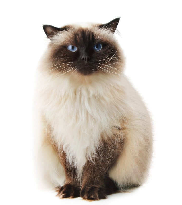 Himalayan