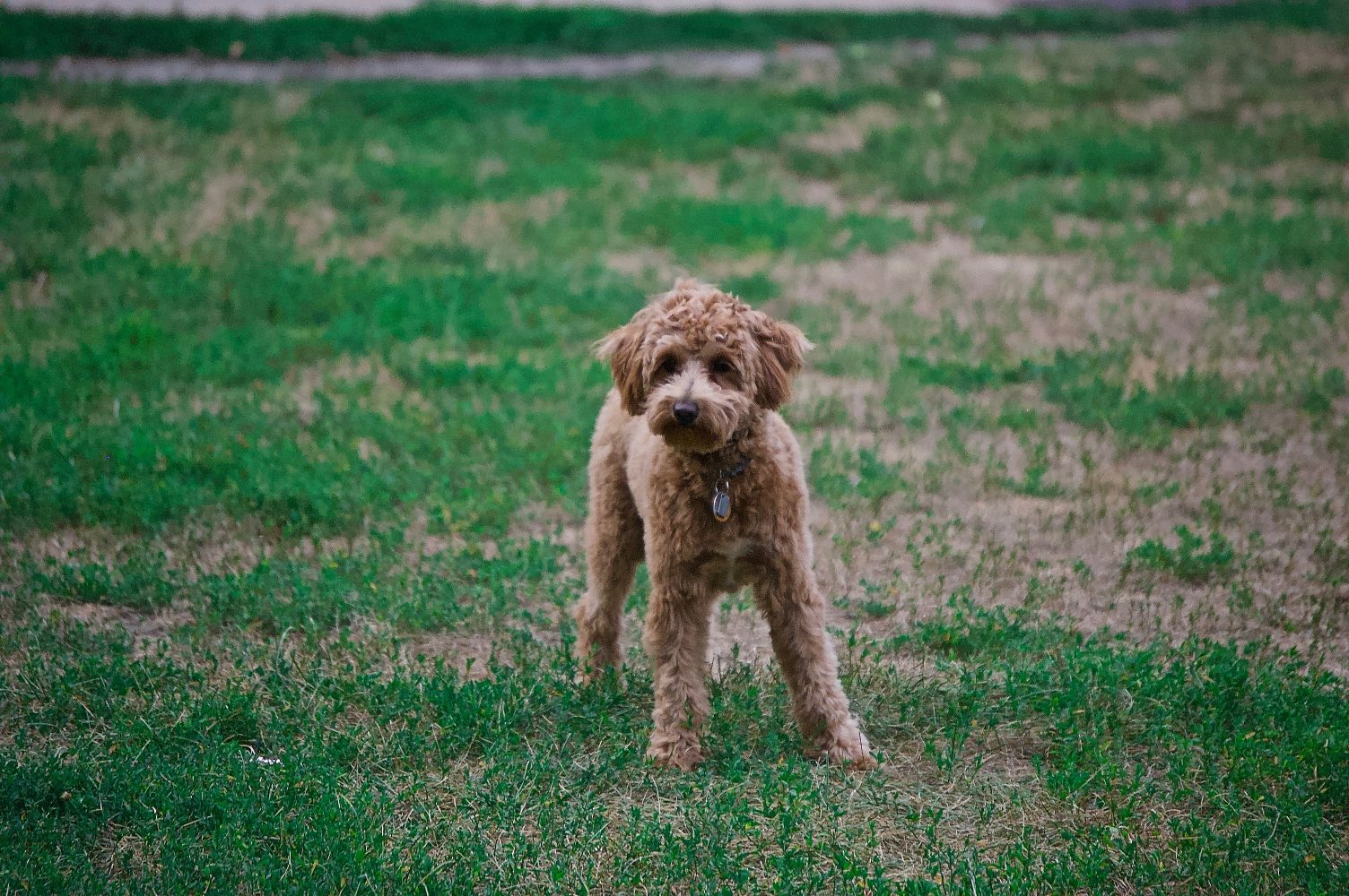 Medium Poodle