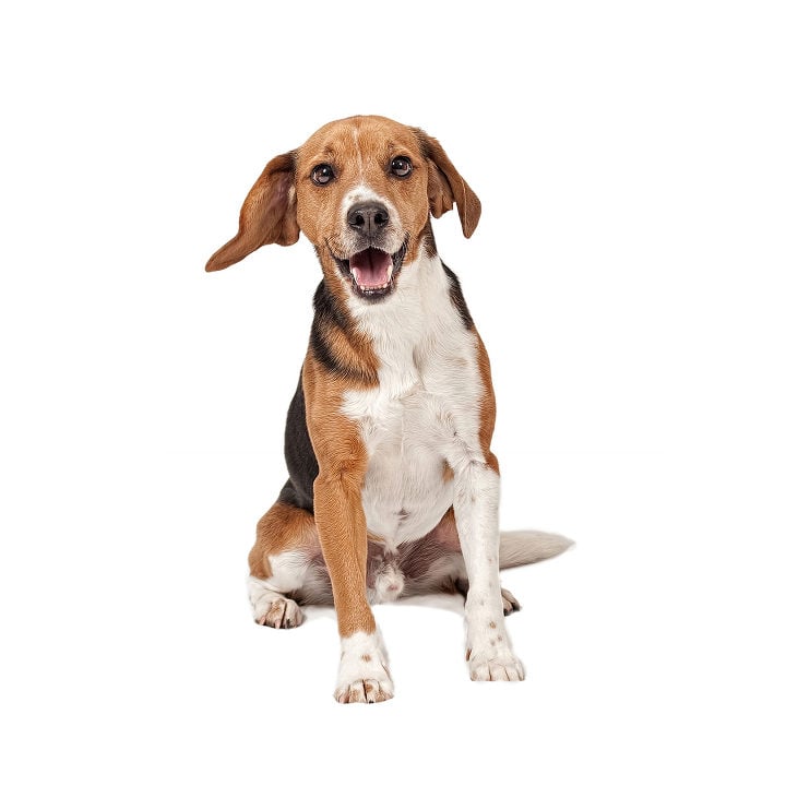 Beagle