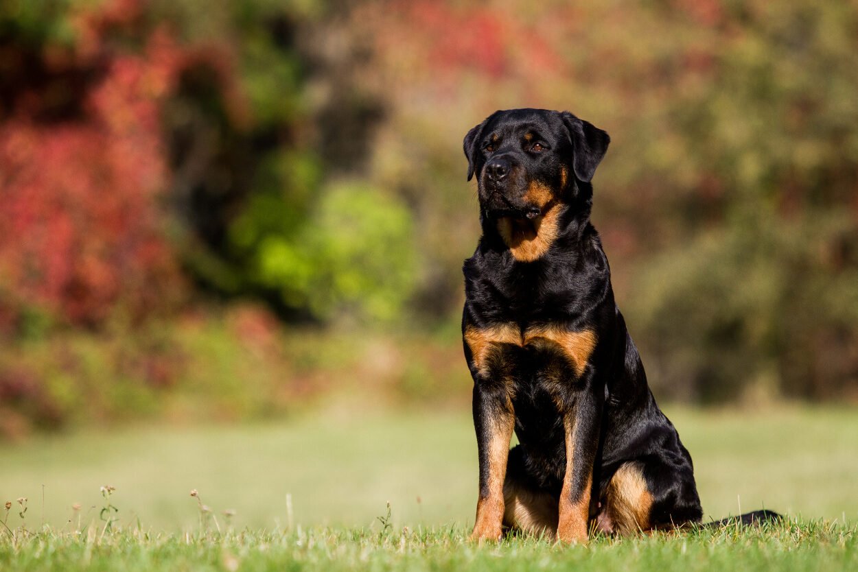 Rottweiler