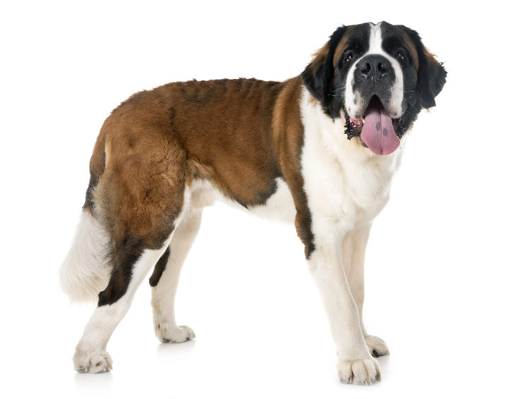 Saint Bernard