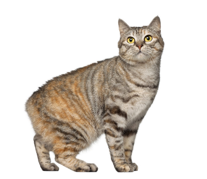 Kurilean Bobtail Pêlo Curto