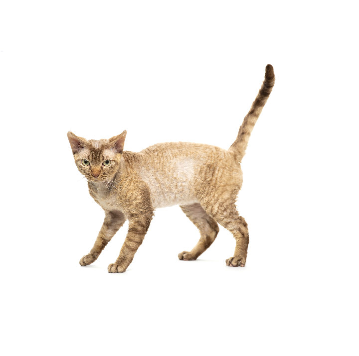 Devon Rex