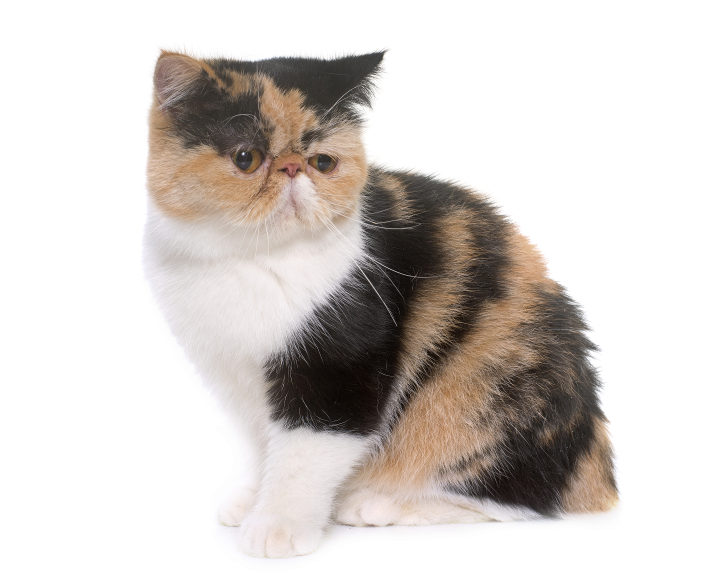 Exotic Shorthair