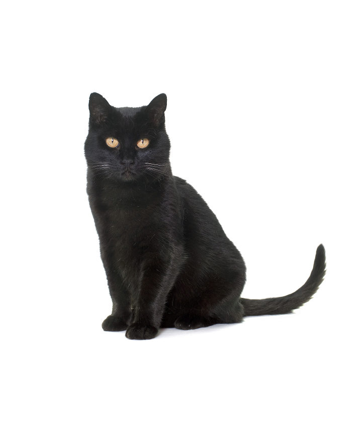 British Black