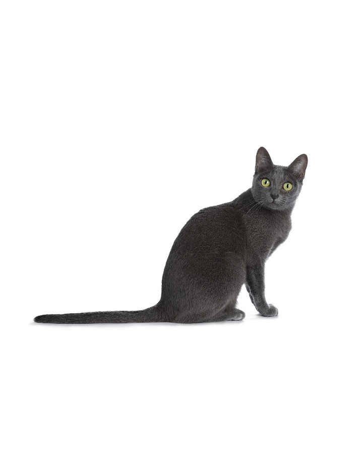 Korat