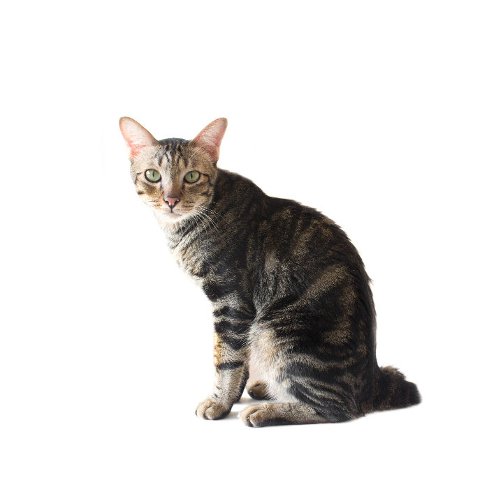 American Bobtail