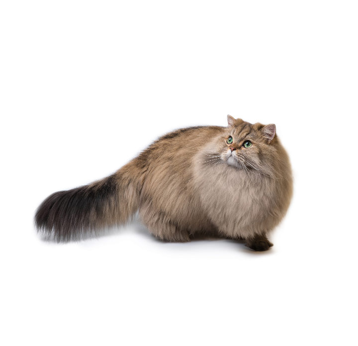 British Longhair