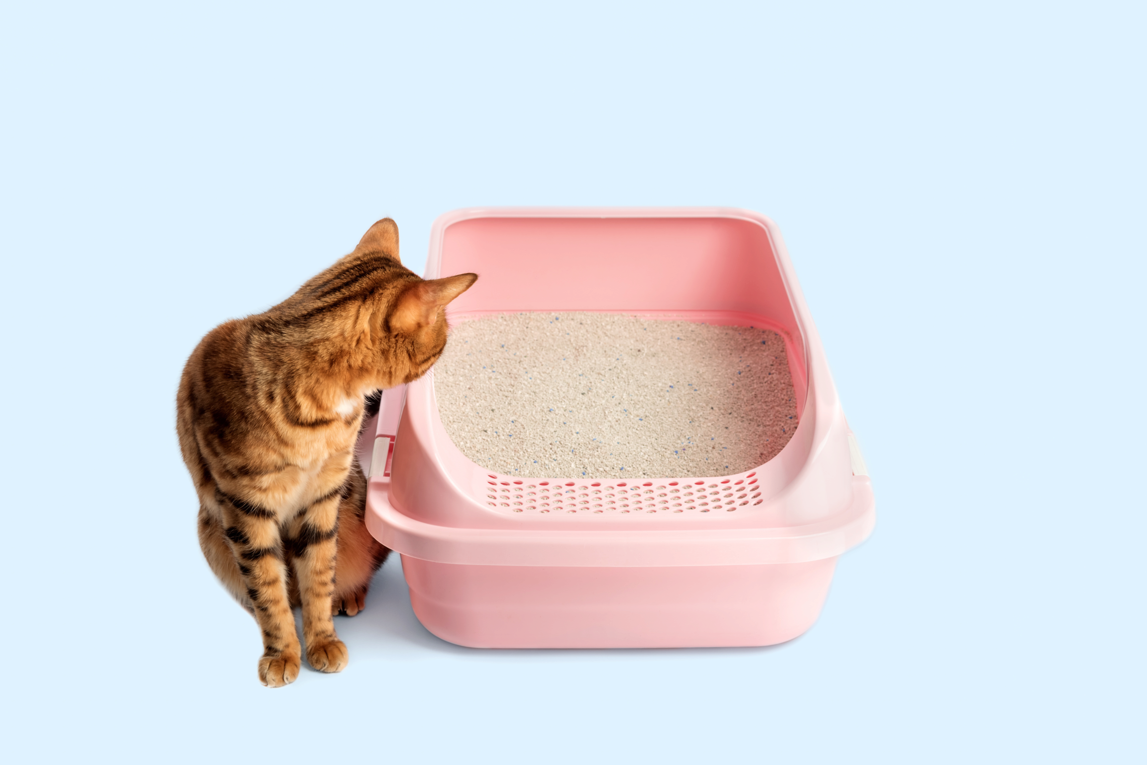 Must Cat Pee Smell Health Issues Signal Hidden Dangers?